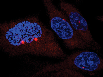 Image: Depicted are four cells (DNA in blue and a centrosomal protein in red). The cell on the left is in mitosis - observe how the DNA condenses in the chromosomes and the two centrosomes separate and accumulate proteins (maturation) (Photo courtesy of Dr. S. Sdelci, IRB Barcelona).